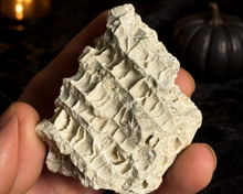 Load image into Gallery viewer, Fossilized Druzy Coral – Sparkling Devonian Reef Fossil from Clay Center, Ohio
