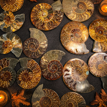 Load image into Gallery viewer, Polished Ammonite Pairs, Ethically Sourced Ammonite Halves 500-1500 grams