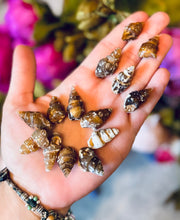 Load image into Gallery viewer, Agate Replaced Shell Fossils, Gastropod Fossil