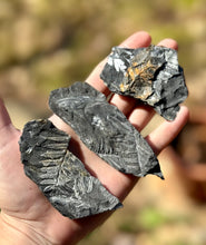 Load image into Gallery viewer, Fern Fossils from St Clair, Pennsylvania