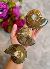 Load image into Gallery viewer, polished ammonite fossil