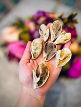 Load image into Gallery viewer, Druzy Shell Fossils, Rare Fossilized Shell From India