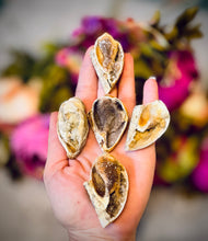 Load image into Gallery viewer, Druzy Shell Fossils, Rare Fossilized Shell From India