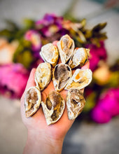 Load image into Gallery viewer, Druzy Shell Fossils, Rare Fossilized Shell From India