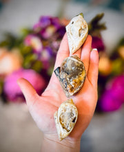Load image into Gallery viewer, Druzy Shell Fossils, Rare Fossilized Shell From India