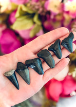 Load image into Gallery viewer, Small Megaladon Teeth Fossils, Paleontology Gift, Fossil Gift