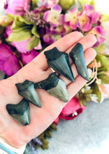Load image into Gallery viewer, Small Megaladon Teeth Fossils, Paleontology Gift, Fossil Gift
