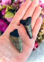 Load image into Gallery viewer, Small Megaladon Teeth Fossils, Paleontology Gift, Fossil Gift