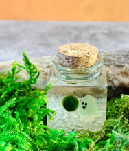 Load image into Gallery viewer, MARIMOMO - Glow-in-the-Dark Ghost Real Marimo Jar with Clear Quartz – Spooky Cute Halloween Decor