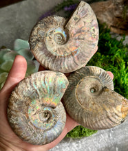 Load image into Gallery viewer, Large Rainbow Ammonite Fossil, Iridescent Ammonite, Ammolite from Madagascar, You Choose Size