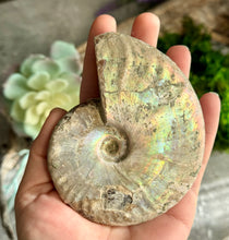 Load image into Gallery viewer, Large Rainbow Ammonite Fossil, Iridescent Ammonite, Ammolite from Madagascar, You Choose Size (Copy)