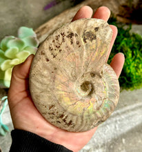 Load image into Gallery viewer, Large Rainbow Ammonite Fossil, Iridescent Ammonite, Ammolite from Madagascar, You Choose Size (Copy)