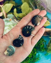 Load image into Gallery viewer, BULK Black Ammonite Fossil Pairs