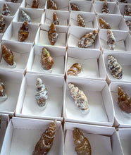 Load image into Gallery viewer, Agate Replaced Shell Fossils, Gastropod Fossil