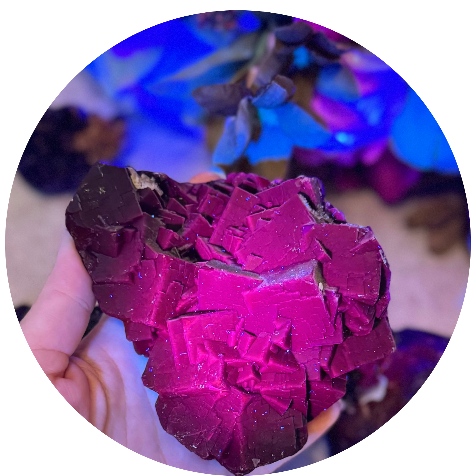 カナダの珍しい「ブラックローズ」蛍石 RARE Black Rose Fluorite Specimens, Fluoresce Red or Pink