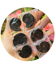 Load image into Gallery viewer, BULK Black Ammonite Fossil Pairs