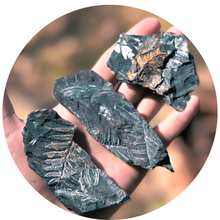 Load image into Gallery viewer, Fern Fossils from St Clair, Pennsylvania