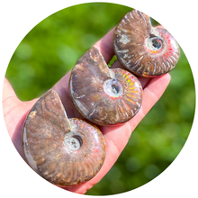 Load image into Gallery viewer, Fire Ammonite Shell Fossil, Fire Ammonite, Fossil Decor, Natural Art, Decorative Fossils, Ammonite Fossil