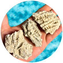 Load image into Gallery viewer, Fossilized Druzy Coral – Sparkling Devonian Reef Fossil from Clay Center, Ohio