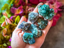 Load image into Gallery viewer, Hidden Forest Pocket Fluorite Clusters, Diana Maria Mine, Daylight Fluorescent Fluorite