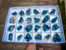 Load image into Gallery viewer, Hidden Forest Pocket Fluorite Clusters, Diana Maria Mine, Daylight Fluorescent Fluorite