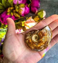 Load image into Gallery viewer, Fire Ammonite Shell Fossil, Fire Ammonite, Fossil Decor, Natural Art,Decorative Fossils, Ammonite Fossil