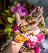 Load image into Gallery viewer, Fire Ammonite Shell Fossil, Fire Ammonite, Fossil Decor, Natural Art,Decorative Fossils, Ammonite Fossil