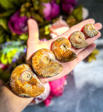 Load image into Gallery viewer, Fire Ammonite Shell Fossil, Fire Ammonite, Fossil Decor, Natural Art,Decorative Fossils, Ammonite Fossil