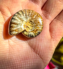 Load image into Gallery viewer, Fire Ammonite Shell Fossil, Fire Ammonite, Fossil Decor, Natural Art,Decorative Fossils, Ammonite Fossil