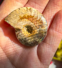Load image into Gallery viewer, Fire Ammonite Shell Fossil, Fire Ammonite, Fossil Decor, Natural Art,Decorative Fossils, Ammonite Fossil