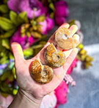 Load image into Gallery viewer, Fire Ammonite Shell Fossil, Fire Ammonite, Fossil Decor, Natural Art, Decorative Fossils, Ammonite Fossil