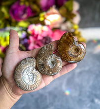 Load image into Gallery viewer, Fire Ammonite Shell Fossil, Fire Ammonite, Fossil Decor, Natural Art,Decorative Fossils, Ammonite Fossil