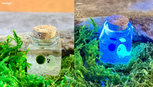 Load image into Gallery viewer, MARIMOMO - Glow-in-the-Dark Ghost Real Marimo Jar with Clear Quartz – Spooky Cute Halloween Decor