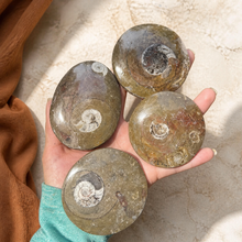 Load image into Gallery viewer, Four larger polished Moroccan ammonite fossil stones resting in Eva's hand against pale limestone with rust linen