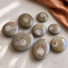 Load image into Gallery viewer, Eight polished Moroccan ammonite fossil stones in two size ranges arranged on pale limestone with rust linen