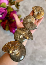 Load image into Gallery viewer, POLISHED AMMONITE FOSSILS