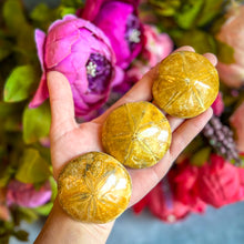 Load image into Gallery viewer, Sea Urchin Fossils, Sand Dollar Fossil, Beach Decor