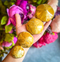 Load image into Gallery viewer, Sea Urchin Fossils, Sand Dollar Fossil, Beach Decor