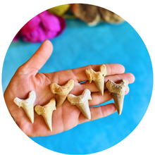 Load image into Gallery viewer, Shark Teeth from Morocco