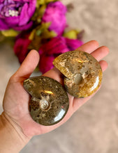 Load image into Gallery viewer, Polished Ammonite Fossils, Ethically Sourced Ocean Fossils