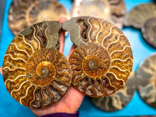 Load image into Gallery viewer, Polished Ammonite Pairs, Ethically Sourced Ammonite Halves 500-1500 grams