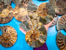 Load image into Gallery viewer, Polished Ammonite Pairs, Ethically Sourced Ammonite Halves 500-1500 grams