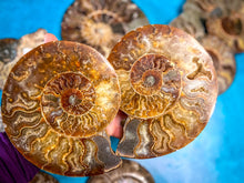 Load image into Gallery viewer, Polished Ammonite Pairs, Ethically Sourced Ammonite Halves 500-1500 grams