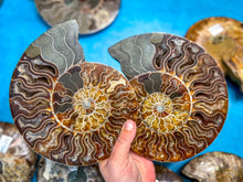 Load image into Gallery viewer, Polished Ammonite Pairs, Ethically Sourced Ammonite Halves 500-1500 grams