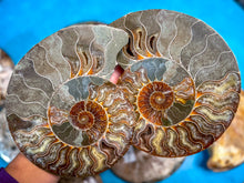Load image into Gallery viewer, Polished Ammonite Pairs, Ethically Sourced Ammonite Halves 500-1500 grams
