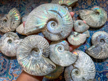 Load image into Gallery viewer, Ammonite Fossil with Rainbows - you choose size