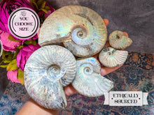 Load image into Gallery viewer, Ammonite Fossil with Rainbows - you choose size
