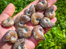 Load image into Gallery viewer, Fire Ammonite Fossil