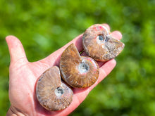 Load image into Gallery viewer, Fire Ammonite Fossil