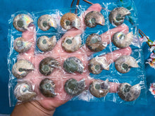 Load image into Gallery viewer, BULK Rainbow Ammonite Fossil Pairs